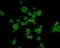 Neurexophilin And PC-Esterase Domain Family Member 3 antibody, NBP2-66830, Novus Biologicals, Immunocytochemistry image 
