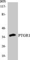 Prostaglandin Reductase 1 antibody, LS-C200544, Lifespan Biosciences, Western Blot image 
