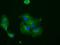 Ring Finger Protein 144B antibody, NBP2-02128, Novus Biologicals, Immunofluorescence image 