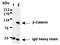 Catenin Beta 1 antibody, ADI-KAM-ST001-E, Enzo Life Sciences, Immunoprecipitation image 