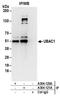 UBA Domain Containing 1 antibody, A304-120A, Bethyl Labs, Immunoprecipitation image 