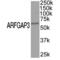 ADP-ribosylation factor GTPase-activating protein 3 antibody, AHP697, Bio-Rad (formerly AbD Serotec) , Western Blot image 
