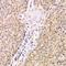 SBDS Ribosome Maturation Factor antibody, LS-C668568, Lifespan Biosciences, Immunohistochemistry paraffin image 