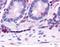 Hepatocyte Nuclear Factor 4 Gamma antibody, NLS5160, Novus Biologicals, Immunohistochemistry paraffin image 