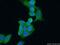 LIM domain kinase 1 antibody, 19699-1-AP, Proteintech Group, Immunofluorescence image 