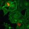 Histone H3 antibody, NBP2-61545, Novus Biologicals, Immunofluorescence image 