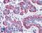 Zyxin antibody, LS-B4466, Lifespan Biosciences, Immunohistochemistry frozen image 