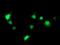 SEC14 Like Lipid Binding 2 antibody, MA5-25689, Invitrogen Antibodies, Immunocytochemistry image 