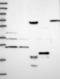 Mab-21 Domain Containing 2 antibody, NBP1-92101, Novus Biologicals, Western Blot image 