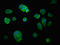 Ubiquitin Specific Peptidase 7 antibody, LS-C670981, Lifespan Biosciences, Immunofluorescence image 