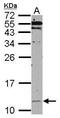 CPN10 antibody, PA5-27668, Invitrogen Antibodies, Western Blot image 