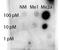 Signal Transducer And Activator Of Transcription 1 antibody, orb345720, Biorbyt, Dot Blot image 