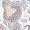 Spermatogenic leucine zipper protein 1 antibody, FNab08208, FineTest, Immunohistochemistry frozen image 