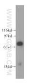 Ubiquilin 3 antibody, 13568-1-AP, Proteintech Group, Western Blot image 