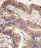 Growth Differentiation Factor 5 antibody, LS-C97995, Lifespan Biosciences, Immunohistochemistry frozen image 