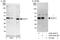 SGT1 Homolog, MIS12 Kinetochore Complex Assembly Cochaperone antibody, A302-943A, Bethyl Labs, Immunoprecipitation image 