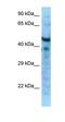 Microfibril Associated Protein 1 antibody, orb326113, Biorbyt, Western Blot image 