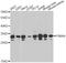 Proteasome subunit alpha type-4 antibody, LS-C748581, Lifespan Biosciences, Western Blot image 