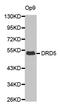 Dopamine Receptor D5 antibody, LS-B12366, Lifespan Biosciences, Western Blot image 