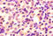 Angiopoietin 2 antibody, CSB-PA16959A0Rb, Cusabio, Immunohistochemistry frozen image 