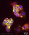 Syntaxin 1A antibody, ab41453, Abcam, Immunofluorescence image 