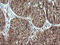 Cell Division Cycle 123 antibody, LS-C174476, Lifespan Biosciences, Immunohistochemistry frozen image 