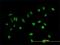 Proline-rich protein BCA3 antibody, H00056672-B01P, Novus Biologicals, Immunofluorescence image 