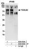 TGN51 antibody, A304-435A, Bethyl Labs, Immunoprecipitation image 