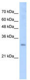 Protein SOX-15 antibody, TA343645, Origene, Western Blot image 