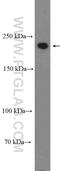 Dedicator Of Cytokinesis 4 antibody, 27151-1-AP, Proteintech Group, Western Blot image 