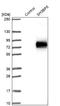 SH3 Domain Binding Protein 5 antibody, NBP1-80796, Novus Biologicals, Western Blot image 