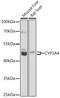 Cytochrome P450 Family 3 Subfamily A Member 4 antibody, GTX53947, GeneTex, Western Blot image 