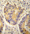 ADH4 antibody, 55-047, ProSci, Immunohistochemistry frozen image 