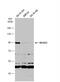 RAS P21 Protein Activator 3 antibody, NBP2-20081, Novus Biologicals, Western Blot image 