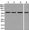 FKBP Prolyl Isomerase 4 antibody, ab129097, Abcam, Western Blot image 