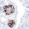 Proprotein Convertase Subtilisin/Kexin Type 2 antibody, PA2085, Boster Biological Technology, Immunohistochemistry frozen image 