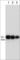 Gap Junction Protein Alpha 1 antibody, CM4961, ECM Biosciences, Western Blot image 
