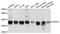 Dimethylarginine Dimethylaminohydrolase 1 antibody, abx125747, Abbexa, Western Blot image 