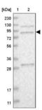 90 kDa ribosomal protein S6 kinase 4 antibody, NBP1-87844, Novus Biologicals, Western Blot image 