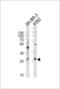 Proto-oncogene FRAT1 antibody, 57-683, ProSci, Western Blot image 