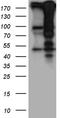 Histone Cell Cycle Regulator antibody, LS-C796639, Lifespan Biosciences, Western Blot image 