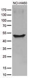 Cytokine Receptor Like Factor 3 antibody, CF812346, Origene, Western Blot image 
