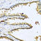 Gonadotropin Releasing Hormone 1 antibody, A02307-2, Boster Biological Technology, Immunohistochemistry paraffin image 