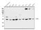 Probable ATP-dependent RNA helicase DDX6 antibody, A03826-1, Boster Biological Technology, Western Blot image 