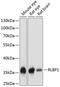 Retinaldehyde Binding Protein 1 antibody, 23-790, ProSci, Western Blot image 