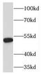 Protein Disulfide Isomerase Family A Member 6 antibody, FNab06273, FineTest, Western Blot image 