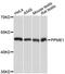 Protein phosphatase methylesterase 1 antibody, A13094, ABclonal Technology, Western Blot image 
