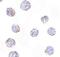  antibody, NBP1-76959, Novus Biologicals, Immunocytochemistry image 