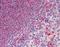 Glutathione Peroxidase 1 antibody, NBP1-39565, Novus Biologicals, Immunohistochemistry paraffin image 