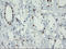 Forkhead Box I1 antibody, LS-C175141, Lifespan Biosciences, Immunohistochemistry frozen image 